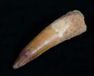 Spinosaurus Tooth #10471-1